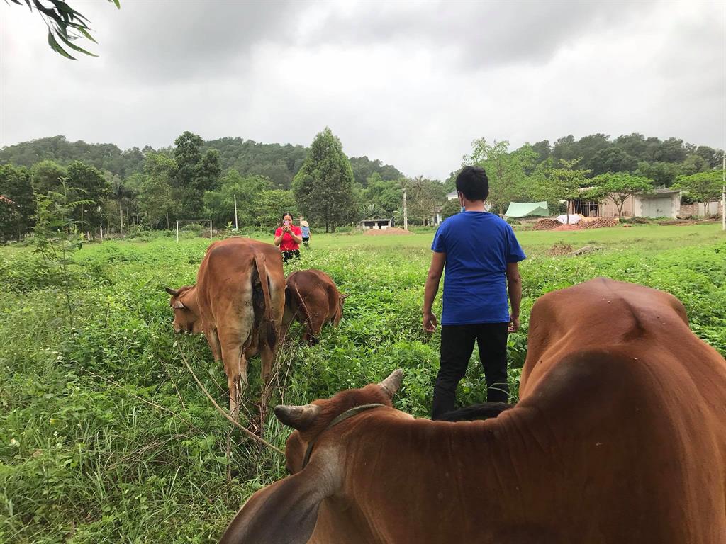 Hội Chữ thập đỏ Chí Linh trao bò nái sinh sản cho hộ nghèo
